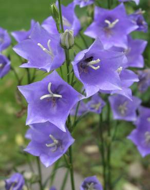 Fotografia 3 da espécie Campanula persicifolia no Jardim Botânico UTAD