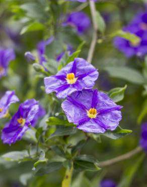 Fotografia 1 da espécie Lycianthes rantonnetii no Jardim Botânico UTAD