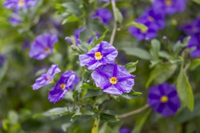 Fotografia da espécie Lycianthes rantonnetii