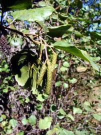 Fotografia da espécie Alnus glutinosa