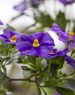 Fotografia 6 da espécie Lycianthes rantonnetii no Jardim Botânico UTAD