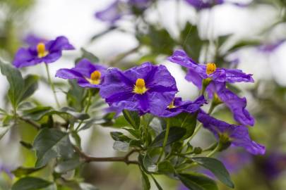 Fotografia da espécie Lycianthes rantonnetii