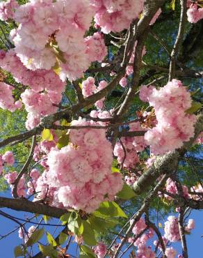 Fotografia 3 da espécie Prunus serrulata no Jardim Botânico UTAD