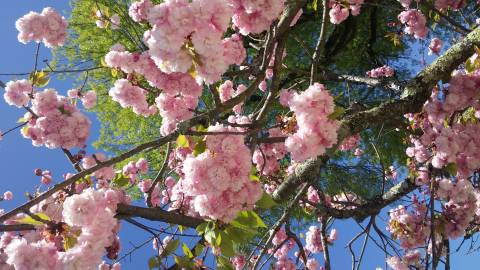 Fotografia da espécie Prunus serrulata