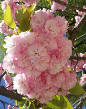 Fotografia 4 da espécie Prunus serrulata no Jardim Botânico UTAD