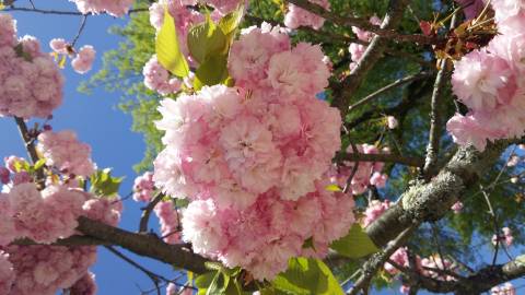 Fotografia da espécie Prunus serrulata