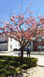 Fotografia da espécie Prunus serrulata