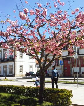 Fotografia 1 da espécie Prunus serrulata no Jardim Botânico UTAD