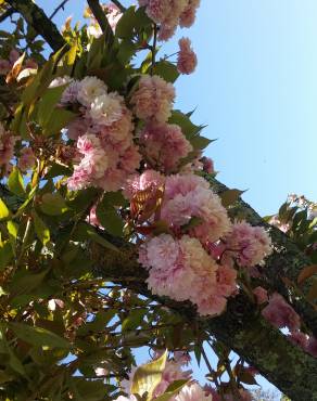 Fotografia 5 da espécie Prunus serrulata no Jardim Botânico UTAD