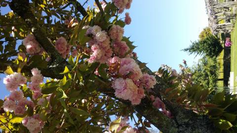 Fotografia da espécie Prunus serrulata