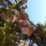 Fotografia 5 da espécie Prunus serrulata do Jardim Botânico UTAD
