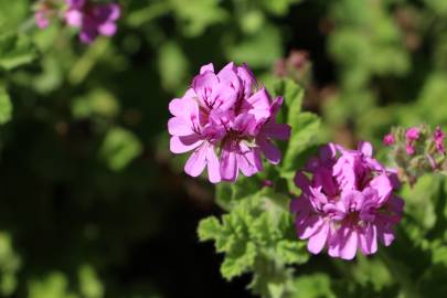 Fotografia da espécie Pelargonium graveolens