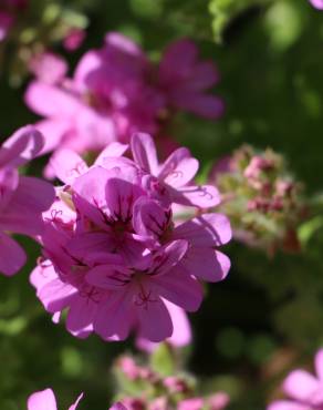 Fotografia 3 da espécie Pelargonium graveolens no Jardim Botânico UTAD