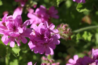 Fotografia da espécie Pelargonium graveolens