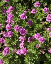 Fotografia da espécie Pelargonium graveolens