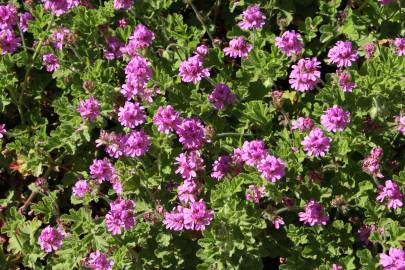 Fotografia da espécie Pelargonium graveolens