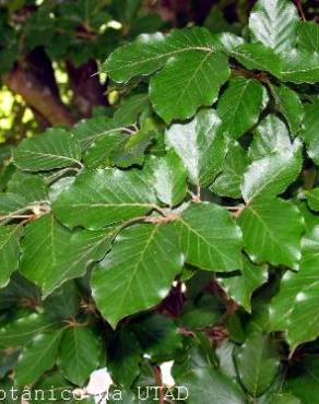 Fotografia 3 da espécie Fagus sylvatica no Jardim Botânico UTAD