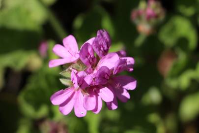 Fotografia da espécie Pelargonium graveolens