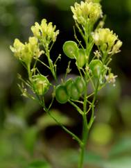 Biscutella valentina subesp. valentina var. variegata