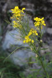 Fotografia da espécie Erysimum ruscinonense