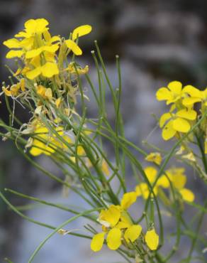 Fotografia 3 da espécie Erysimum ruscinonense no Jardim Botânico UTAD