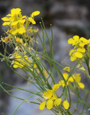 Fotografia 3 da espécie Erysimum ruscinonense no Jardim Botânico UTAD