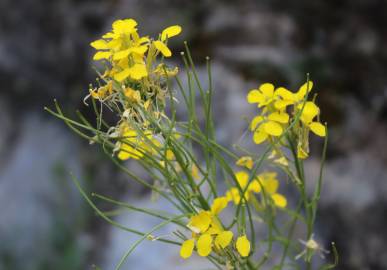 Fotografia da espécie Erysimum ruscinonense