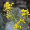 Fotografia 3 da espécie Erysimum ruscinonense do Jardim Botânico UTAD