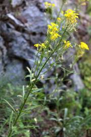 Fotografia da espécie Erysimum ruscinonense