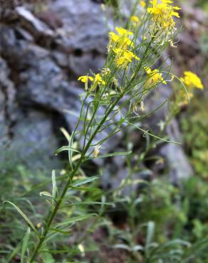 Fotografia 4 da espécie Erysimum ruscinonense no Jardim Botânico UTAD