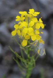 Fotografia da espécie Erysimum ruscinonense