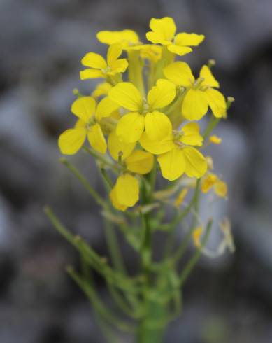 Fotografia de capa Erysimum ruscinonense - do Jardim Botânico