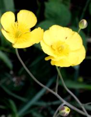 Ranunculus flammula