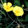 Fotografia 1 da espécie Ranunculus flammula do Jardim Botânico UTAD
