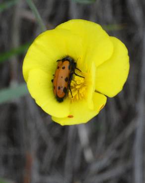 Fotografia 3 da espécie Ranunculus flammula no Jardim Botânico UTAD