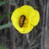 Fotografia 3 da espécie Ranunculus flammula do Jardim Botânico UTAD