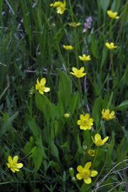 Fotografia da espécie Ranunculus flammula