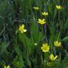 Fotografia 4 da espécie Ranunculus flammula do Jardim Botânico UTAD