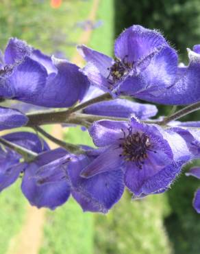 Fotografia 2 da espécie Aconitum napellus subesp. lusitanicum no Jardim Botânico UTAD