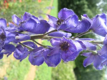 Fotografia da espécie Aconitum napellus subesp. lusitanicum