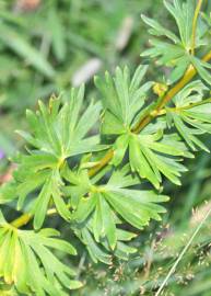 Fotografia da espécie Aconitum napellus subesp. lusitanicum