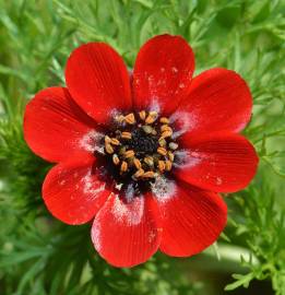 Fotografia da espécie Adonis annua