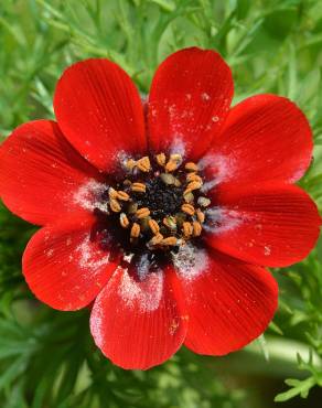 Fotografia 1 da espécie Adonis annua no Jardim Botânico UTAD