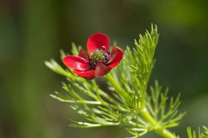 Fotografia da espécie Adonis annua