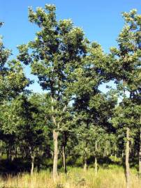 Fotografia da espécie Quercus pyrenaica