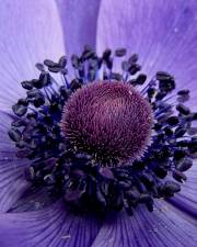 Fotografia da espécie Anemone coronaria