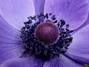 Fotografia da espécie Anemone coronaria