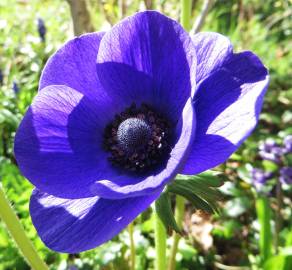 Fotografia da espécie Anemone coronaria