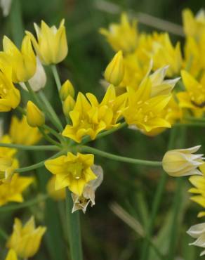 Fotografia 4 da espécie Allium scorzonerifolium no Jardim Botânico UTAD