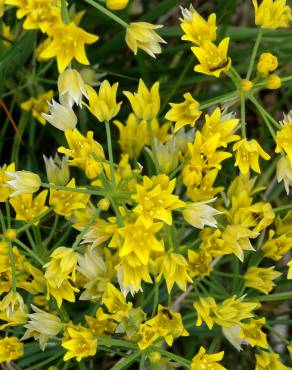 Fotografia 5 da espécie Allium scorzonerifolium no Jardim Botânico UTAD